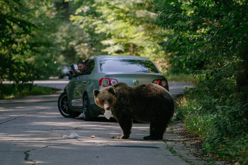 Un urs hrănit de un șofer în trecere, în timp ce un alt șofer filmează cu telefonul mobil, pe 29 septembrie 2023, pe un drum din Covasna, România. Foto: Andrei Pungovschi / AFP / Profimedia